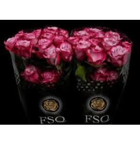 ΤΡΙΑΝΤΑΦΥΛΛΟ ΣΚΟΥΡΟ ΦΟΥΞΙΑ 50εκ. ROSEN  ECUADOR DEEP PURPLE 50cm